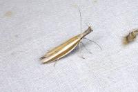 Pleurota aristella