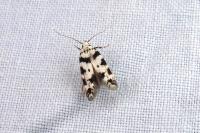 Pseudotelphusa scalella