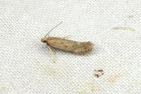 Bryotropha