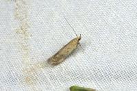 Bryotropha