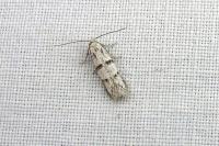 Symmocoides oxybiella