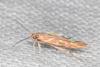 Pyroderces argyrogrammos