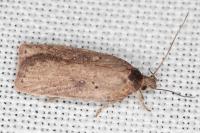 Agonopterix scopariella