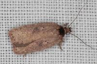 Agonopterix scopariella