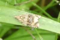 Celypha
