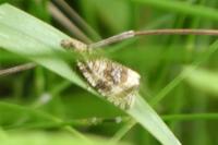 Celypha