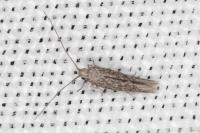Urodeta hibernella