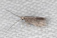 Urodeta hibernella