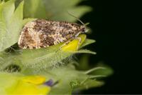 Celypha lacunana