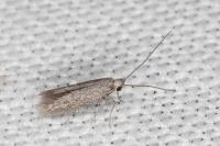 Urodeta hibernella