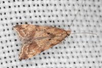 Brachmia blandella