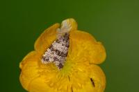 Isotrias rectifasciana