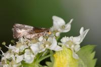 Notocelia cynosbatella