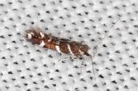 Vulcaniella fiordalisa