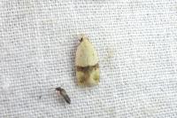 Odites kollarella