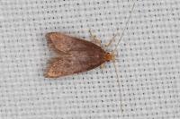 Eurodachtha pallicornella