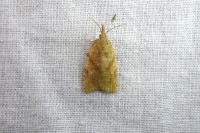 Sparganothis pilleriana