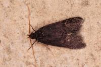 Lecithocera nigrana