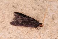 Lecithocera nigrana