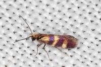 Micropterix aglaella