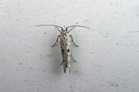 Yponomeuta plumbella