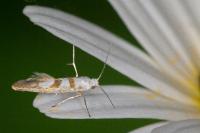 Argyresthia submontana