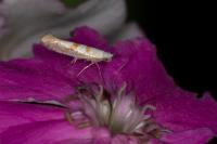 Argyresthia submontana
