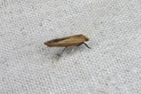 Zelleria hepariella