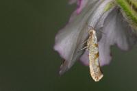 Argyresthia submontana