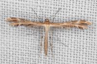 Oxyptilus