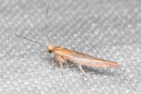 Zelleria hepariella