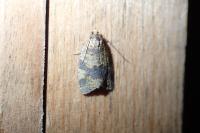 Epagoge grotiana