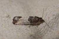 Spilonota ocellana