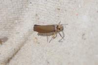 Crassa unitella