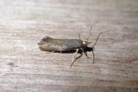Crassa unitella