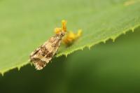 Olethreutes metallicana
