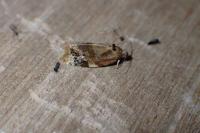 Ditula angustiorana
