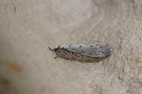 Yponomeuta padella