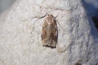 Archips xylosteana