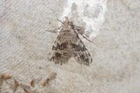 Alucita hexadactyla