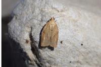 Clepsis consimilana