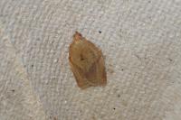 Clepsis consimilana