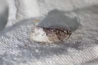Hedya nubiferana