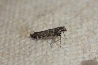 Parectopa ononidis