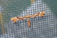 Cnaemidophorus rhododactylus
