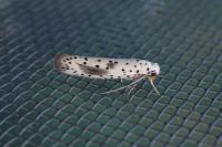 Yponomeuta irrorella
