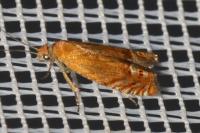 Lathronympha strigana