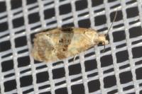 Phalonidia manniana
