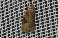 Apotomis semifasciana