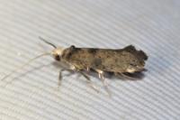 Paraswammerdamia nebulella